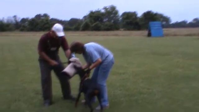 Dobermann Puppy Protection work смотреть онлайн