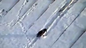 Un corbeau fait de la luge sur un toit