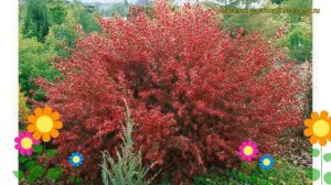 Ракитник гибридный Боскуп Руби. Краткий обзор, описание характеристик cytisus Boskoop Ruby