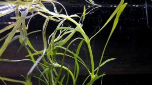 ПОГОСТЕМОН ОКТОПУС. СЕКРЕТЫ СОДЕРЖАНИЯ. Pogostemon stellatus «Octopus»