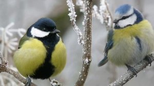 Окружающий мир: "Птичка синичка"