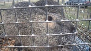 Советы по разведению нутрий.Tips breeding nutria.