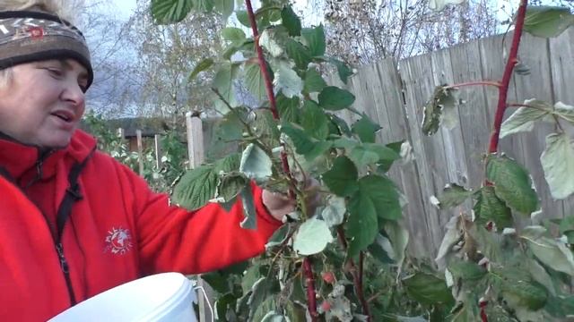 Посадка ЧЕСНОКА, Обрезка МАЛИНЫ, Сбор ГРИБОВ и Приготовление КОПЧЕНОЙ КОЛБАСЫ. А ШО Там у Галины? смотреть онлайн