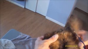 Стрижка ушей шелти 2