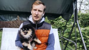 О породе Шпиц. Описание породы. Содержание и обучение шпица.