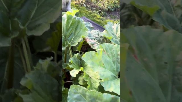 Английские 6 Соток смотреть онлайн