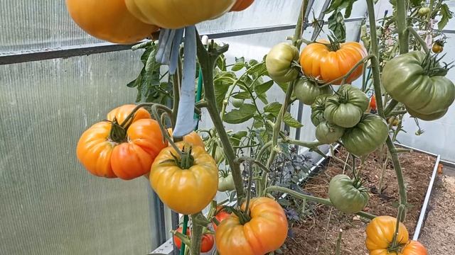 Очень сладкий томат Медовый Салют. Сорт. Медовый вкус..