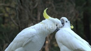 Cute cockatoos in the Dandenong ranges