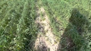 ОЗИМАЯ ПШЕНИЦА С ВИКОЙ.Бессарабия 14.04.23.