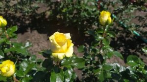 ХАММЕР (Hummer), Agrinag's Corporate Values, Эквадор 2004 г. Срезочные (Florists Rose)