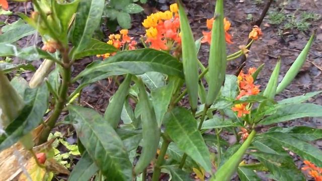 Asclepia Curassavica - Oficial da Sala - Erva de Rato смотреть онлайн