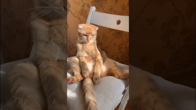 Кот метис шотландец вислоухий