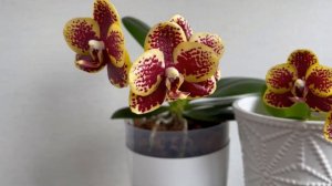 Phalaenopsis Chiada Monica