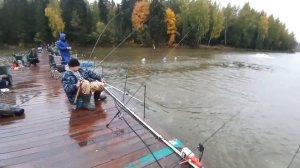 форель на бомбарду