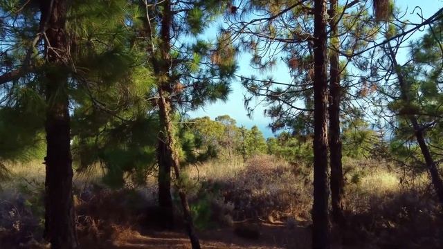 Крайон Вы прошли мост – от старой энергии к новой смотреть онлайн