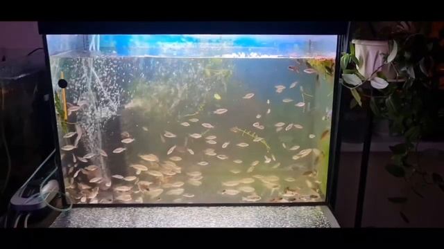 Перестановка (продолжение) смотреть онлайн