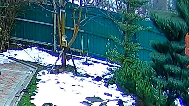 белка на кормушке смотреть онлайн