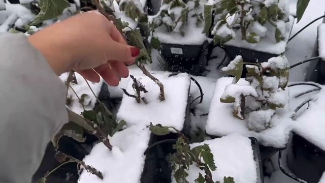 Зимовка растений в питомнике // Как зимуют растения в контейнерах