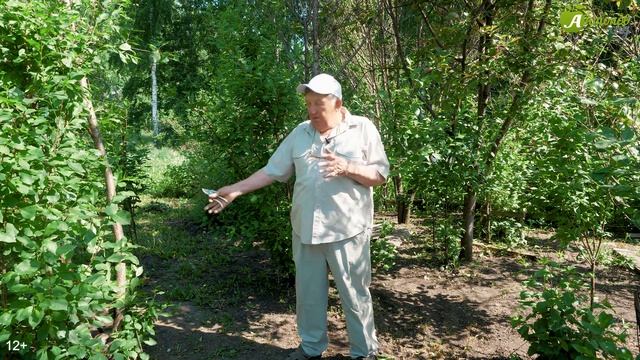 Монилиоз вишни. КАК СПАСТИ КОСТОЧКОВЫЕ? Рекомендации эксперта Анатолия Сидоровича