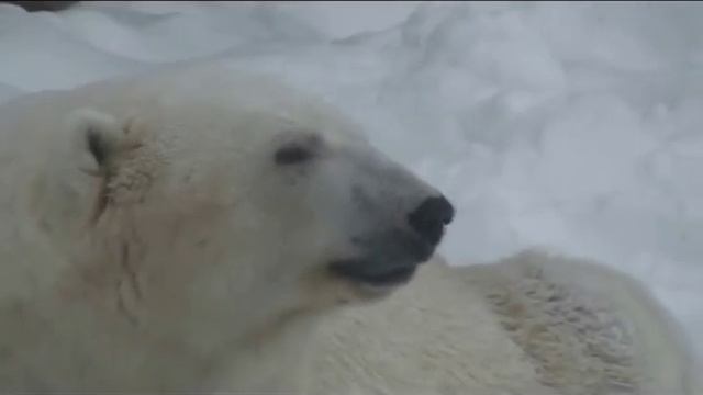 Животные: Тигр, Лев, Крокодил ! смотреть онлайн