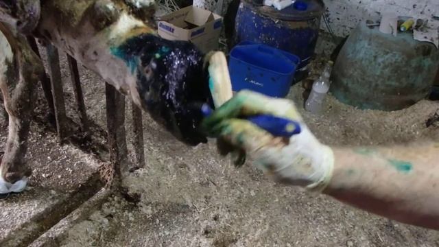 Лечение копыт. Чудо паста HTA Hoof Patty D 30 смотреть онлайн