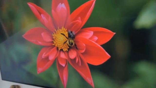 Телевизор LG 65UQ76003LD смотреть онлайн