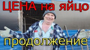 Инкубационное яйцо. Цена 2023, продолжение