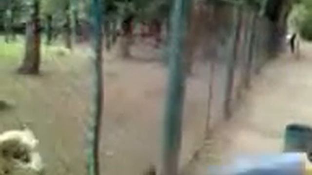 Упертый баран в парке.Тернополь смотреть онлайн