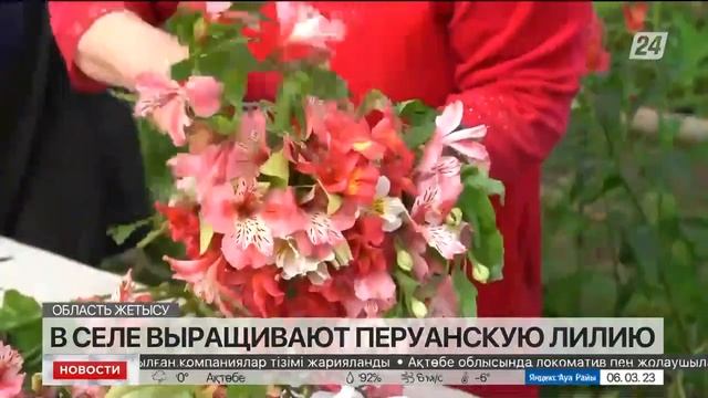 ПЕРУАНСКУЮ ЛИЛИЮ ВЫРАЩИВАЮТ В СЕЛЕ ОБЛАСТИ ЖЕТІСУ смотреть онлайн
