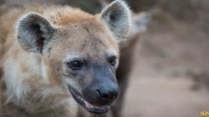 СТАЯ ВОЛКОВ ПРОТИВ СТАИ ГИЕН - КТО ПОБЕДИТ?