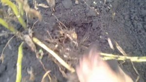 Начала копать КАРТОШКУ  Фитофтора уничтожает картофель   24 07 2018г