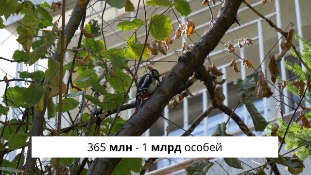 ПРОЩАЙТЕ ПТИЦЫ: миллиард птиц РАЗБИЛИСЬ ОБ СТЕКЛО смотреть онлайн