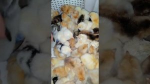 Инкубация Брамы в нашем питомнике. Цыплята выскочили как на подбор, все крепенькие