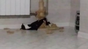 Кошка охотится за своим хвостом