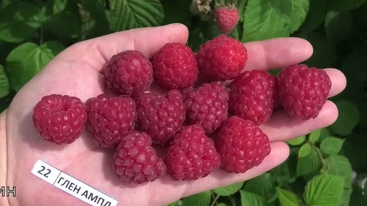 ГЛЕН АМПЛ сорт малины с крупной вкусной ягодой смотреть онлайн