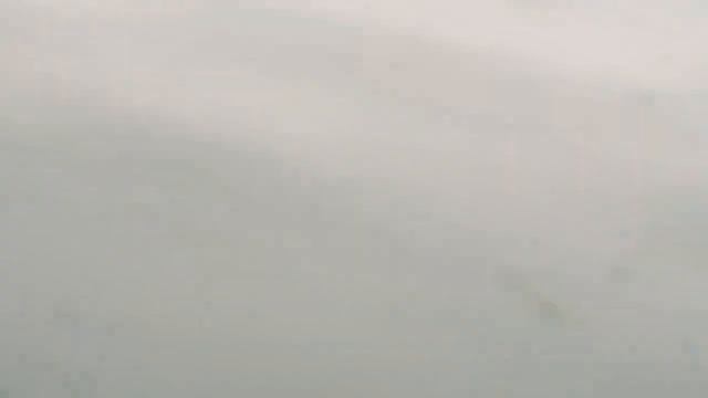 Лебеди в Приморском парке победы смотреть онлайн