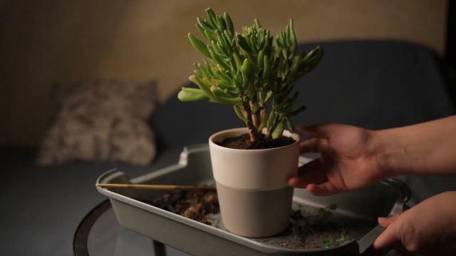 Crassula (succulent) replanting from skull смотреть онлайн