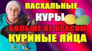 Пасхальные куры. Больше не красим куриные яйца.