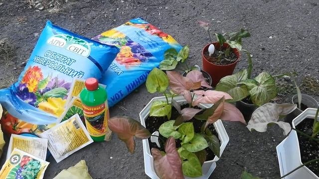 Сингониумы разных сортов в одном горшке. Что с калатеей Варшевича. Продавать растения или нет ??