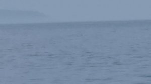 Нерпа на Байкале - в открытой воде