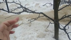 Формировка лопасти скелетной ветви