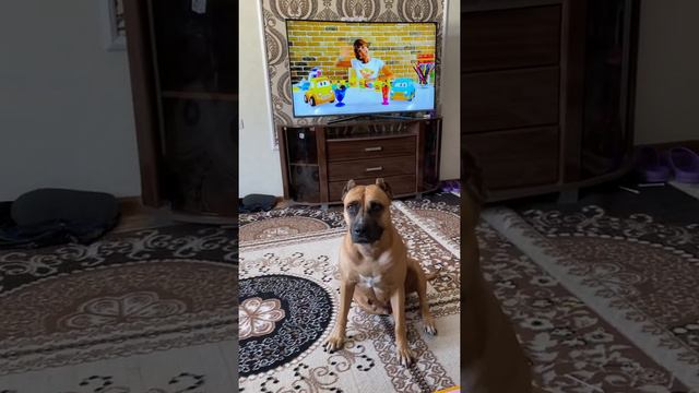 Ребёнок и собака. Стаффордширский терьер. Бэта смотреть онлайн