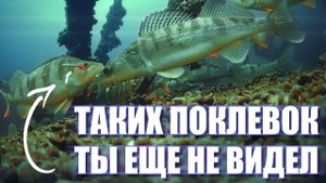 А ты видел как СУДАК КЛЮЕТ под водой? СУДАК ЩЕКОЧЕТ наши НЕРВЫ! РЫБАЛКА в Камском Устье