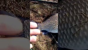 Рыбалка. Увальное. Заринск. Алтайский край.