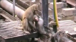 Обезьяну ударило током. Посмотрите что сделал другой примат❗ В такое НЕ ВЕРИТСЯ❗