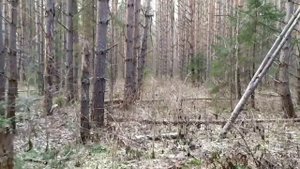 Валежник в Перми.
