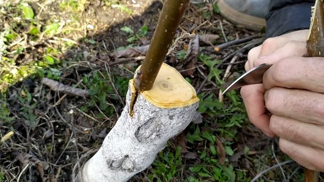 Прививка грецкого ореха