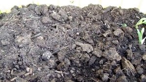 Циннии Как высадить циннии