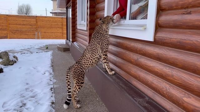 Гепард любитель манной каши Герда сразу увидела Сашу в окне и побежала за вкусняшкой