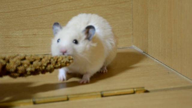 Как приучить хомяка к рукам? ❤️ Ручной хомячок